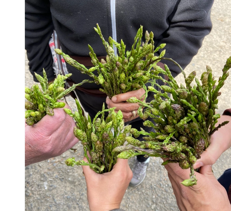 TORTILLA DE ESPARRAGOS TRIGUEROS CON THERMOMIX